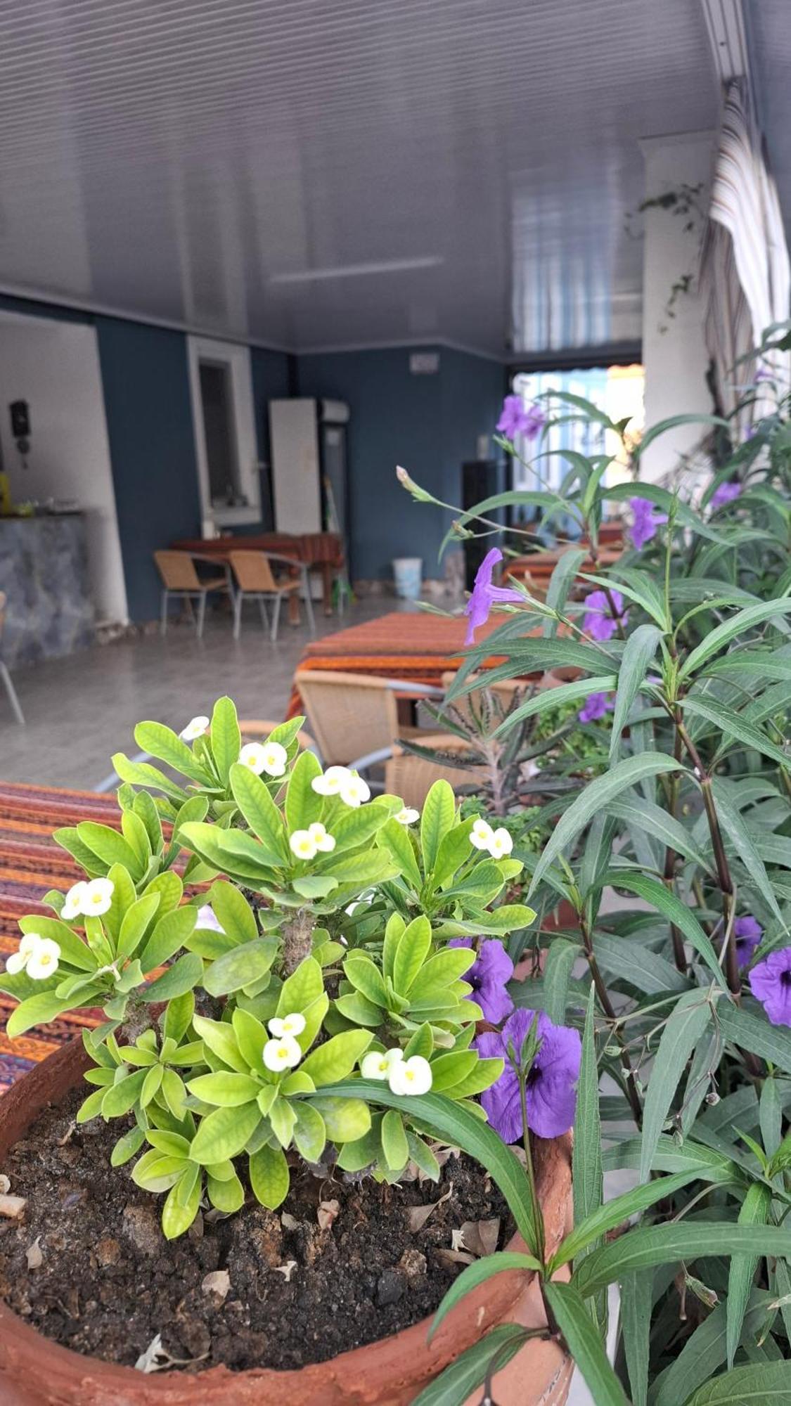 Paradise House Παμούκαλε Εξωτερικό φωτογραφία